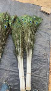 Plumes de paon brutes de Soraj Enterprises pour la décoration de fête - Product Image 5