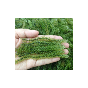 บรรจุภัณฑ์ฉลากส่วนตัวจากผู้จัดจําหน่ายองุ่นทะเล 99GD / องุ่นทะเลจํานวนมาก - Product Image 2