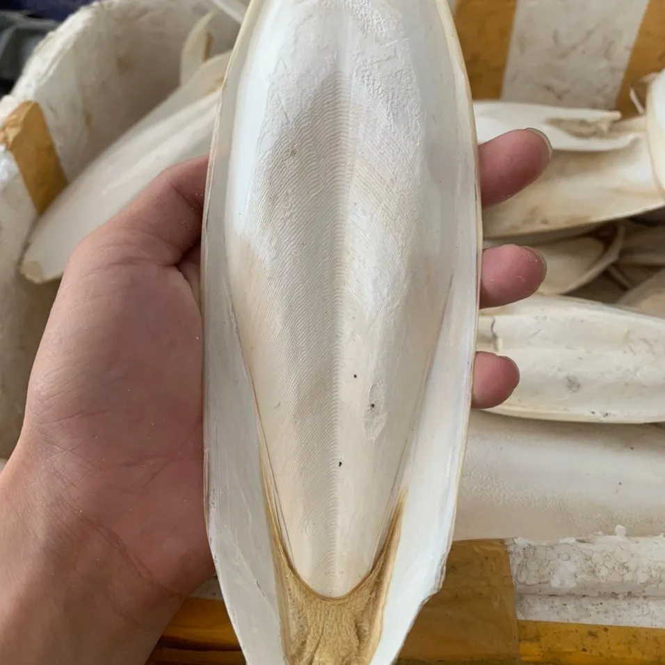 Doğal mürekkepbalığı kemik oyuncak-vietnam'dan kuşlar ve evcil hayvanlar için uygun fiyatlı kalsiyum kaynağı