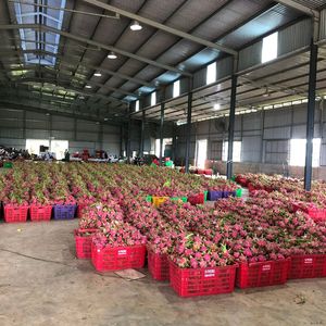 Fruta del Dragón Fresca de Alta Calidad de Vietnam - Pulpa Roja y Blanca - Product Image 6