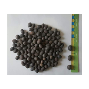 TUERCA DE LOTO NEGRA SECA VIETNAMITA FRESCA AL POR MAYOR CON EL MEJOR PRECIO DE VIETNAM - Product Image 2