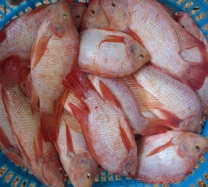 ปลานิลสีแดงสดแช่แข็งทั้งตัว