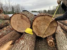 Hemlock Logs Premium Hemlock Logs Troncos de Hemlock de alta calidad - Product Image 3