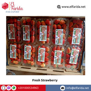 สตรอว์เบอร์รีสดหวานสีแดงขายดีจากอียิปต์ คุณภาพดีเยี่ยม ผลไม้ธรรมชาติอร่อย ราคาแข่งขัน ผู้ส่งออก - Product Image 4