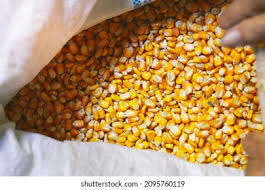 Proveedor Mayorista de Alimento para Animales de Maíz Amarillo Premium en Venta - Product Image 3