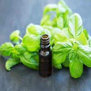 Aceite esencial de albahaca de primera calidad, extracto de hierbas, precio económico, cultivado en estado salvaje en la India, embalado en botella de plástico - Product Image 4