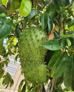 Hojas de guanábana secas para té / Proveedor de exportación de calidad premium - Product Image 5