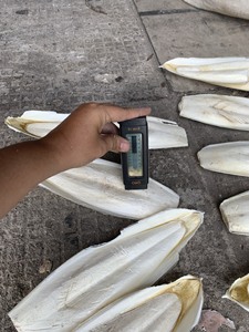 Premium <b>Cuttlebone</b> Perfect for Birds, <b>Tortoises</b>, Snails, Reptiles - Product Image 2