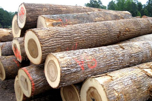 Bûches rondes et bois sciés en bois dur : Sapele, Ayous, Okan, Tali, Okoumé clair, Pin et Padouk de qualité supérieure - Product Image 4