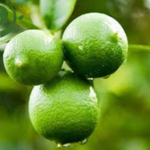 100% <b>Fresh</b> green SEEDLESS LIME high quality for exporting competitive price from Vietnam exporter - Product Image 1