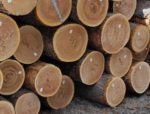 ไม้เมเปิ้ลเนื้อแข็งเกรดส่งออกตัวเลือกการตัดแบบแห้งและสด - Product Image 3