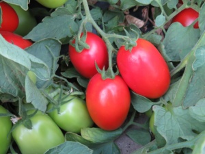 Graines de tomates hybrides Moon Star Super Star F1 - Durée de conservation de 2 ans - Product Image 5