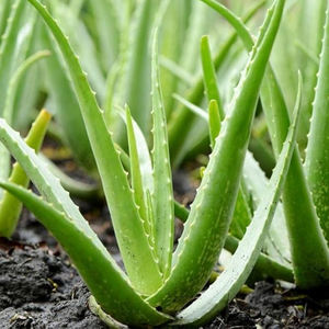 ผง aloevera ธรรมชาติบริสุทธิ์เกรดอาหารผง aloevera - Product Image 3