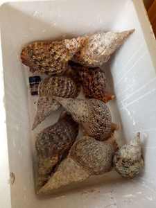 Decoración Seashell/Trompeta Triton Shell/ Triton Concha para exportar - Product Image 4