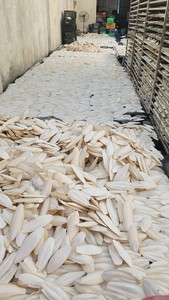 100% hueso de sepia sin blanquear Natural Ossa Sepia calamar seco Cuttlebone alimentación para pájaros producto caliente de Vietnam - Product Image 2