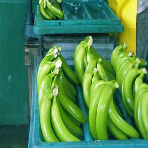 Peso Neto 13 kg, Bananas de Grado de Exportación, 2 Racimos (Comercio Justo) (Orgánicas) - Product Image 2
