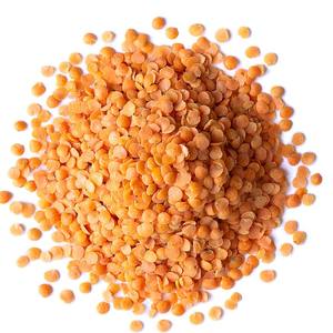 Proveedor al por mayor de existencias frescas a granel de Lentejas rojas orgánicas de Bangladesh/Lentejas rojas divididas - Product Image 5