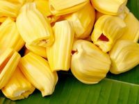 Premium Haccp-Gecertificeerde Gevriesdroogde Jackfruit Rijk Voedzaam Zoet Zacht Gedroogd Fruit Van Vietnam Fabriek Oem Verpakking Rts