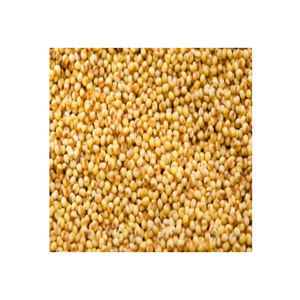 Millet jaune naturel proposé à la vente aux distributeurs grossistes et producteurs d'aliments santé - Product Image 5