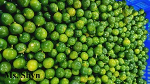 Venta al por mayor de jugo de calamansi congelado 100% Natural-Jugo de kumquat congelado sin sabor en Vietnam-Sra. Shyn - Product Image 2