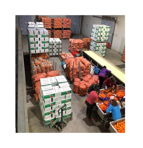 Zanahorias de alta calidad, los mejores precios-Su socio de exportación en Alibaba - Product Image 6