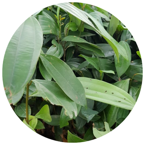 ใบอบเชยเวียดนามบริสุทธิ์: ธรรมชาติ100%, คุณภาพสูงสุดเพื่อการส่งออก - Product Image 1