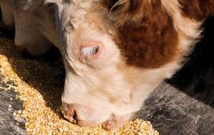 Prix de gros Maïs jaune qualité supérieure - Product Image 5