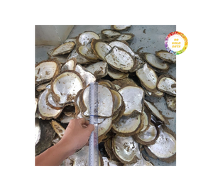 El más vendido, chapa de concha de mar cruda ecológica, incrustaciones de perlas Madre, artesanías naturales pulidas para decoración del hogar, varios tamaños - Product Image 4