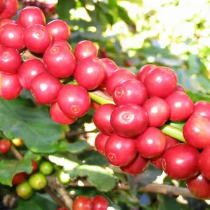 Топ 1 ROBUSTA | ARABICA зеленый кофе в зернах с чистой/влажной полированной влажной обработкой PHAN + 84931615449