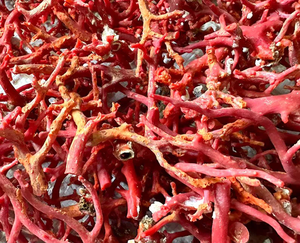 ปะการังแดงหยาบปะการังเนื้อหยาบธรรมชาติจากอิตาลีแท่งปะการังแดงที่ไม่ขัดเงา100% - Product Image 5