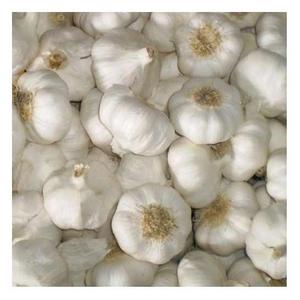 Hot Selling New Crop <b>Fresh</b> Organic <b>Garlic</b> Available in Bulk-High Quality <b>Fresh</b> Organic <b>Garlic</b> - Product Image 1