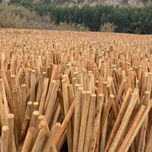 Gran cantidad de madera en redondo de Vietnam para producción agrícola y muebles - Product Image 5