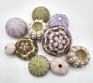 ของตกแต่งเม่นทะเลแบบพรีเมี่ยมจากเวียดนามเหมาะสำหรับจัดแสดงในบ้านและสำนักงาน - Product Image 4