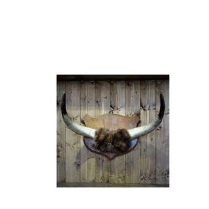 Cuerno de par de búfalo antiguo personalizado diferente elegante decoración de pared de salón par de búfalo cuerno artesanía natural - Product Image 1