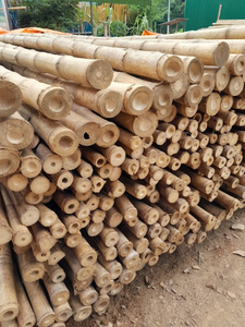 Cañas de bambú de Vietnam suministradas en varios tamaños para paisajismo, agricultura, muebles y fines decorativos - Product Image 4