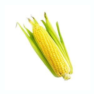 Oferta al por mayor de maíz amarillo premium listo para distribución a granel - Product Image 2