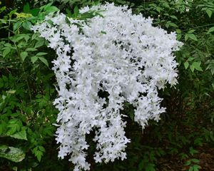 Andmade-guirnalda de flores personalizables, diferentes colores - Product Image 3