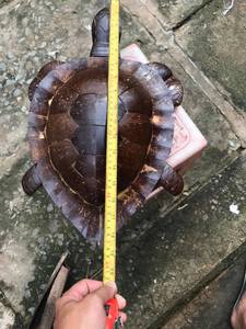 Esculturas ecológicas de arte animal de cáscara de coco hechas a mano, perfectas para exhibiciones o regalos para amantes de la naturaleza - Product Image 2