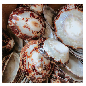 เปลือกหอยธรรมชาติจากเวียดนามสำหรับตกแต่งงานฝีมือส่งตรงจากโรงงาน - Product Image 2