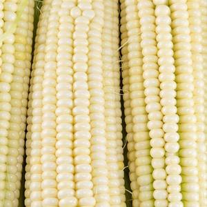 Maíz Blanco Orgánico No Transgénico Seco para Alimentación Humana y Animal Cultivo de Maíz Blanco - Product Image 5