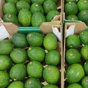 Aguacate Fresco de Alta Calidad 100% - Fruta Tropical con Forma de Pera, Pulpa Amarillo-Verde, Precio Competitivo, de Granja en Vietnam para Venta al por Mayor - Product Image 5