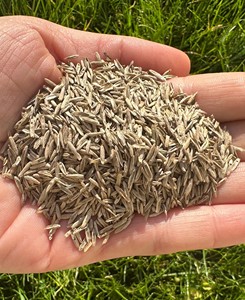 Erba di Segale Inglese Perenne di Alta Qualità. Alta qualità, crescita rapida, rapida colonizzazione e resistente al freddo (Esquire DLF) - Product Image 3