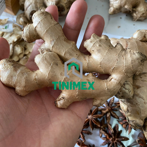 Gingembre/Gengibre/Shouga hybride frais de haute qualité à 100% au Vietnam avec un prix de gros compétitif - Product Image 2