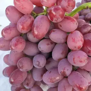 Excelente custo desempenho por atacado uvas verdes e vermelhas para a venda do Canadá