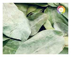 Fournisseur vietnamien de feuilles de corossol de Graviola pour tisane soigneusement séchées pour conserver la saveur offertes en paquets en vrac et au détail - Product Image 5