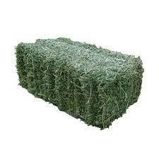 Bahías de heno de alfalfa de calidad/pellets de alfalfa/cubos de alfalfa deshidratados heno - Product Image 2