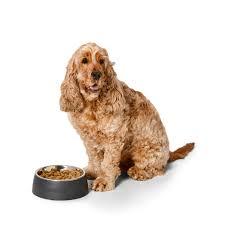 Customized Solid Polished Stainless Steel Durable Eco-Friendly <b>Travel</b>-friendly Medical Standard Pet Food Bowl with Custom Logo - Product Image 5