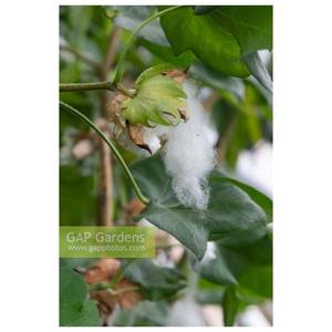 Vente en gros 100% pur coton biologique Gossypium Arboreum coton brut blanchi écologique respirant du Brésil exportateur - Product Image 6