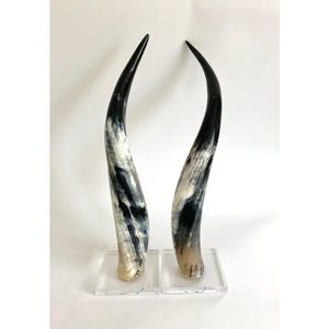 Bull Horn Decor Handmade Polished Texas Wall Horns From India <b>Bulk</b> Wholesale Decorative Cow Horns Omar Creations - Product Image 1
