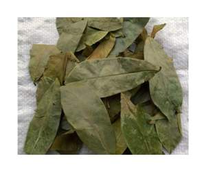 Hojas de Graviola de Guanábana seca de primera calidad: Hojas de Guanábana secas de color verde y aroma natural para exportación de té de hierbas - Product Image 3